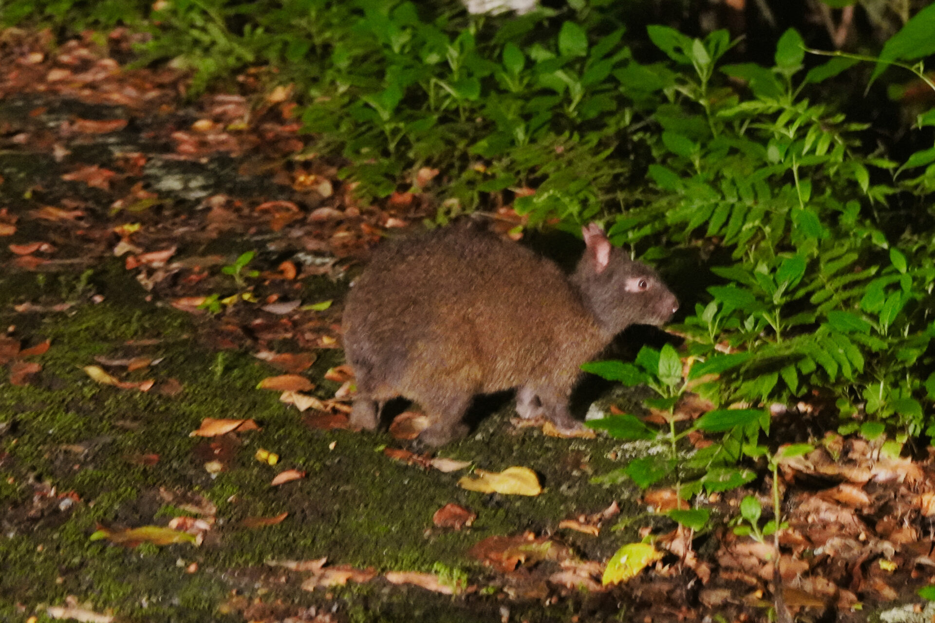 奄美大島旅行で おすすめのアクティビティを紹介 くろうさぎを見にいこう ゆるうなぎの思考の軌跡